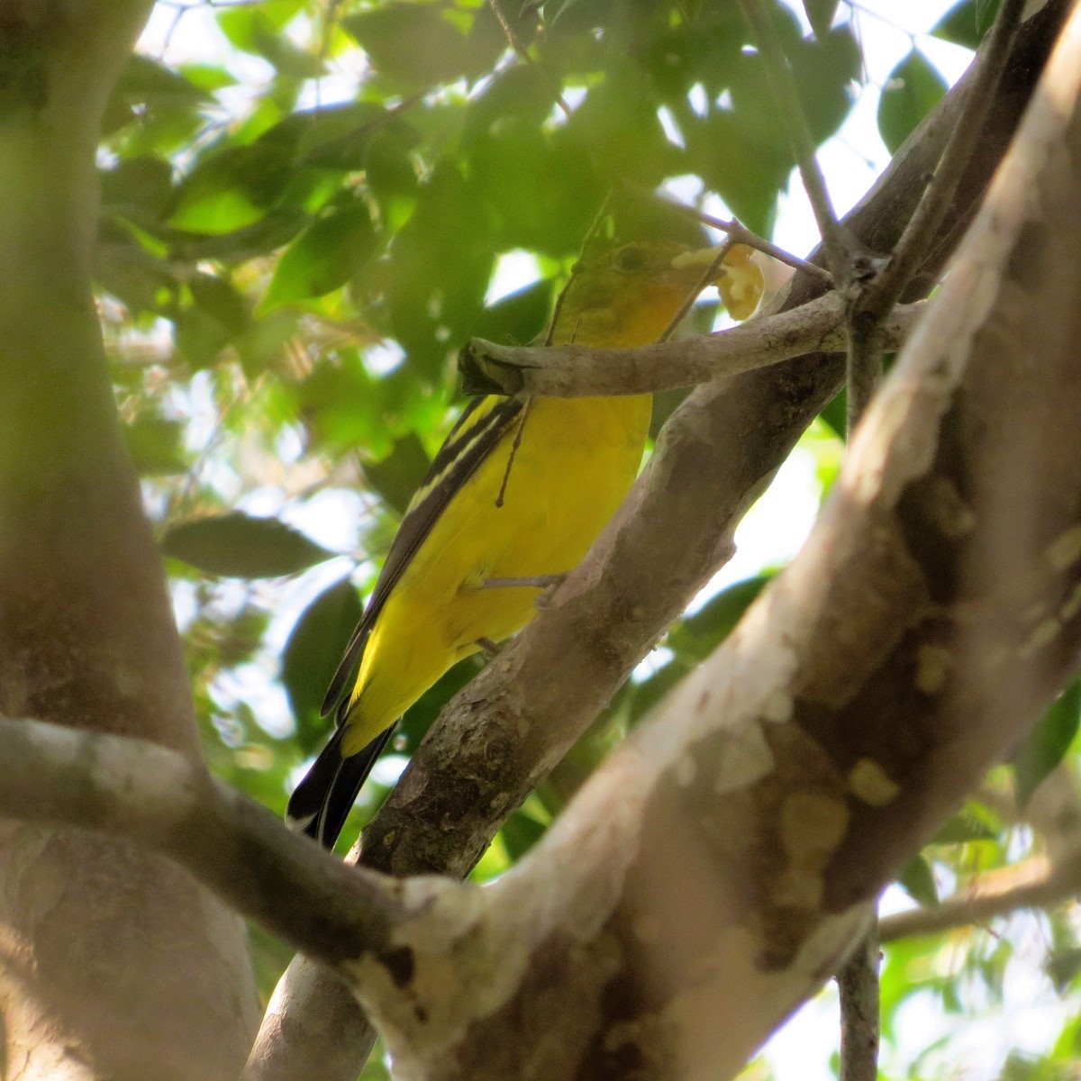 Піранга жовтогуза - ML646642685