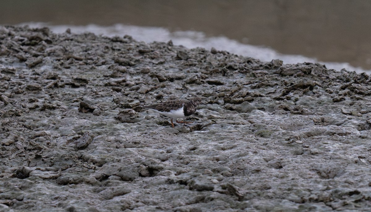 kamenáček pestrý - ML646642687