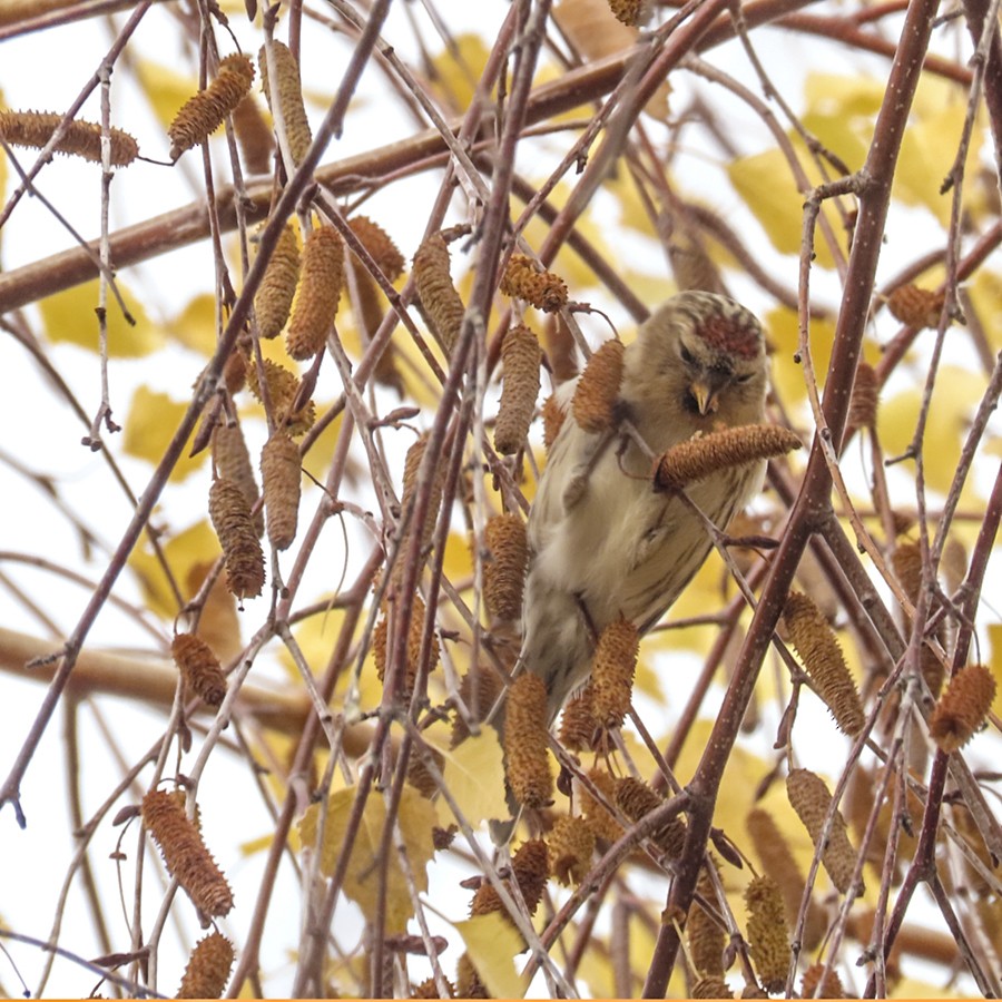 Redpoll (Lesser) - ML646642691