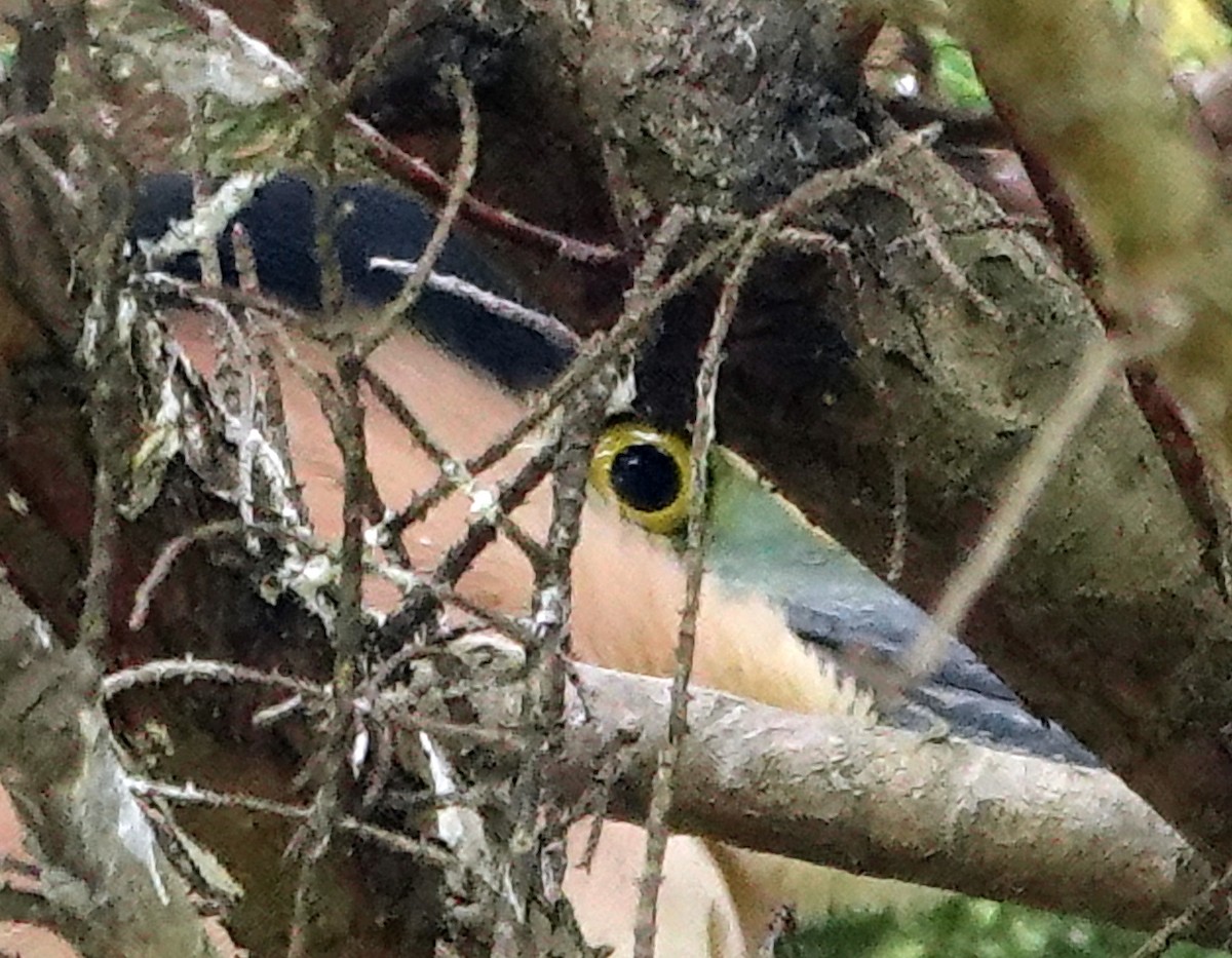 nankinghegre - ML646642692