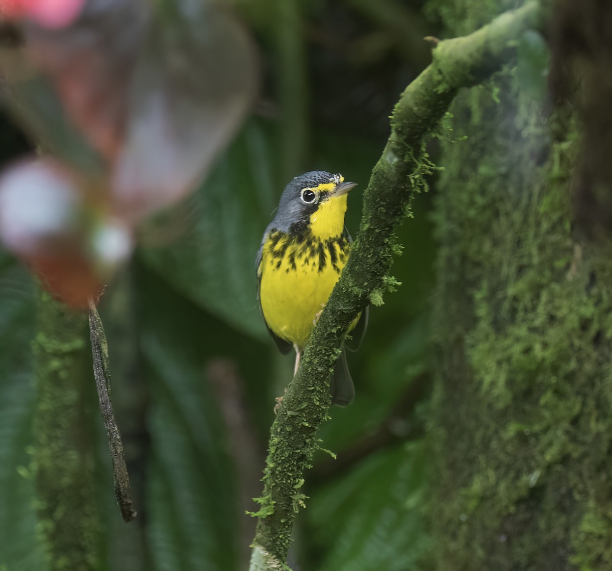 Paruline du Canada - ML646642707