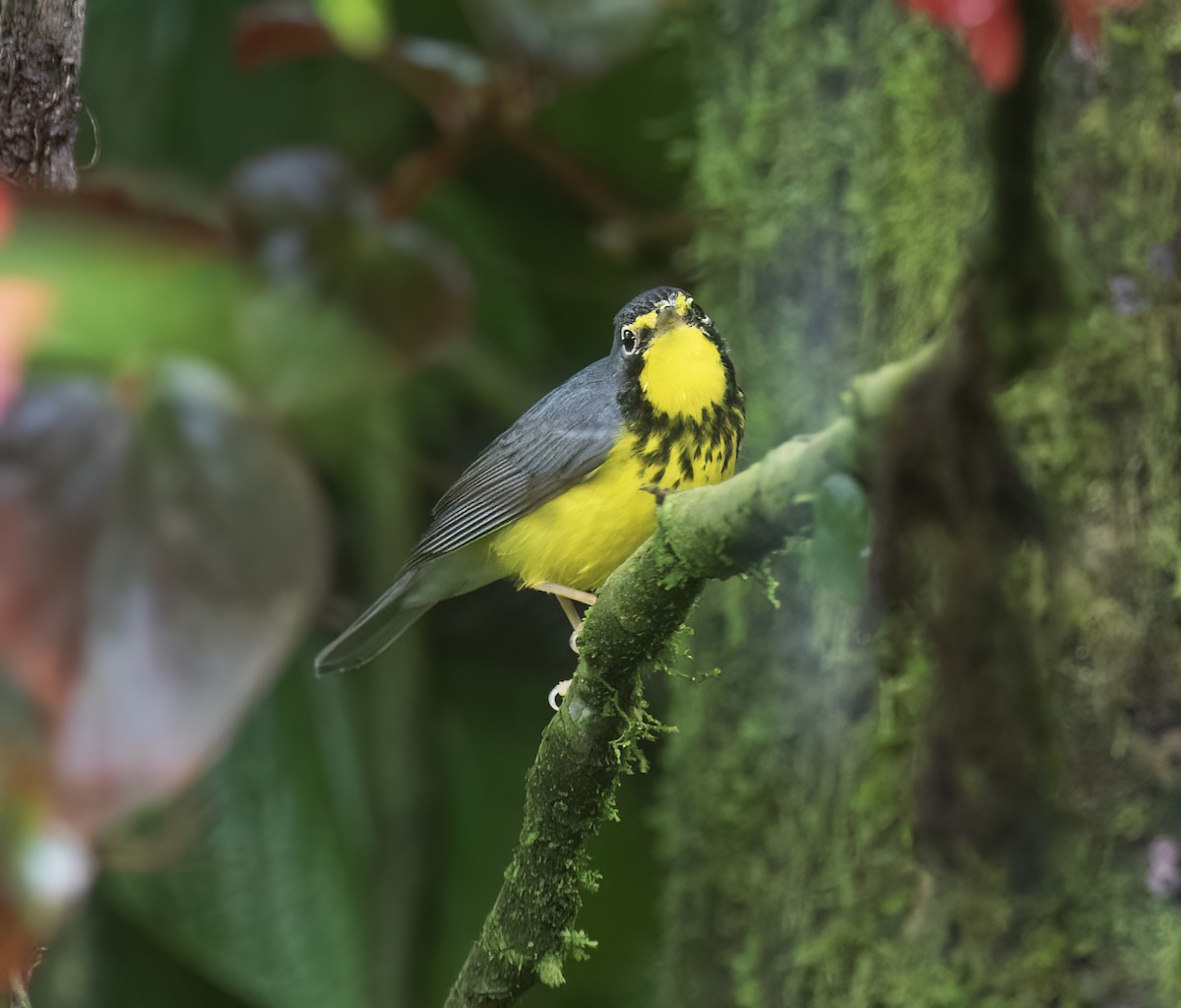 Paruline du Canada - ML646642708