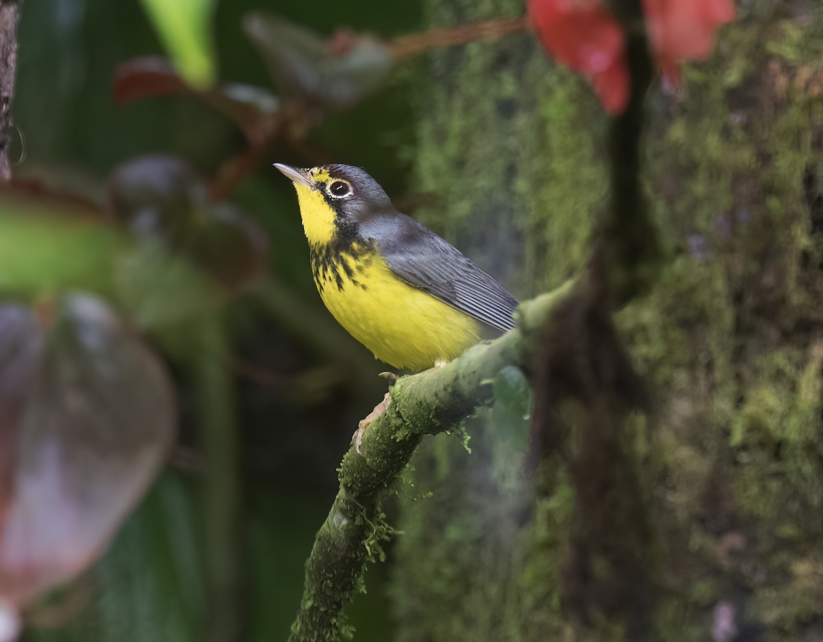 Paruline du Canada - ML646642709