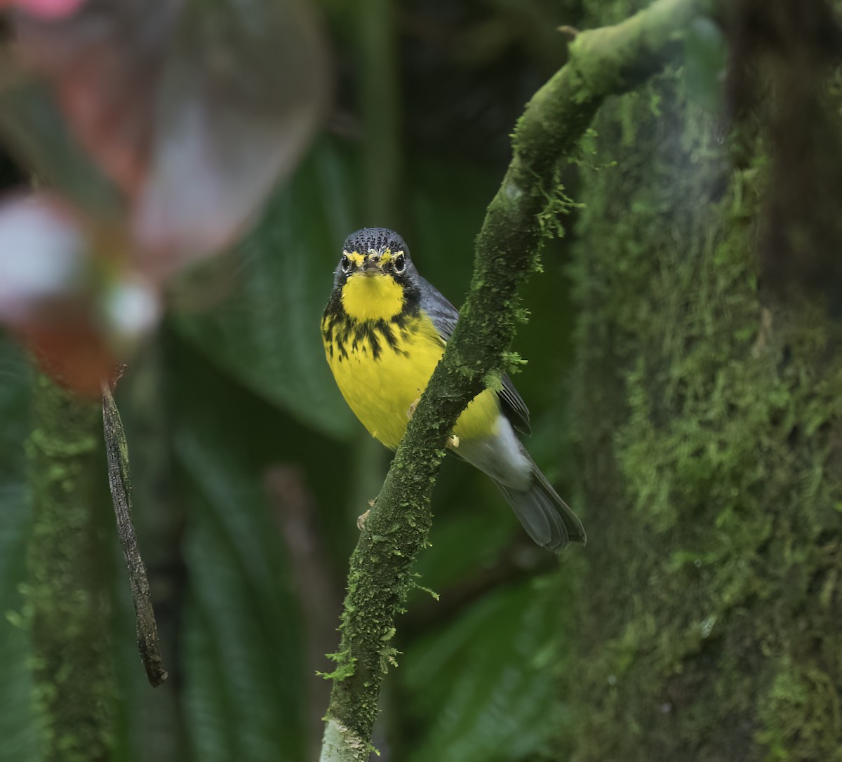 Paruline du Canada - ML646642710