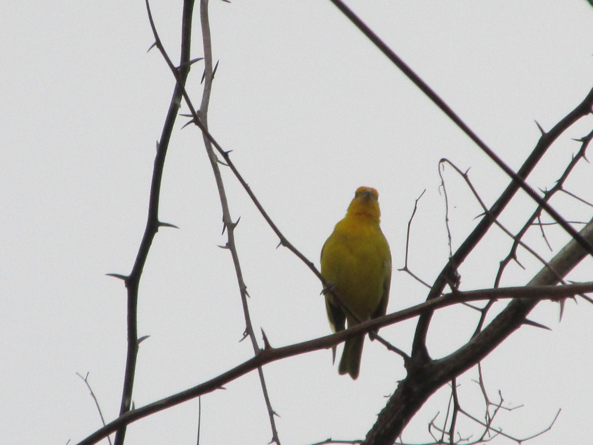 Saffron Siskin - ML646642715