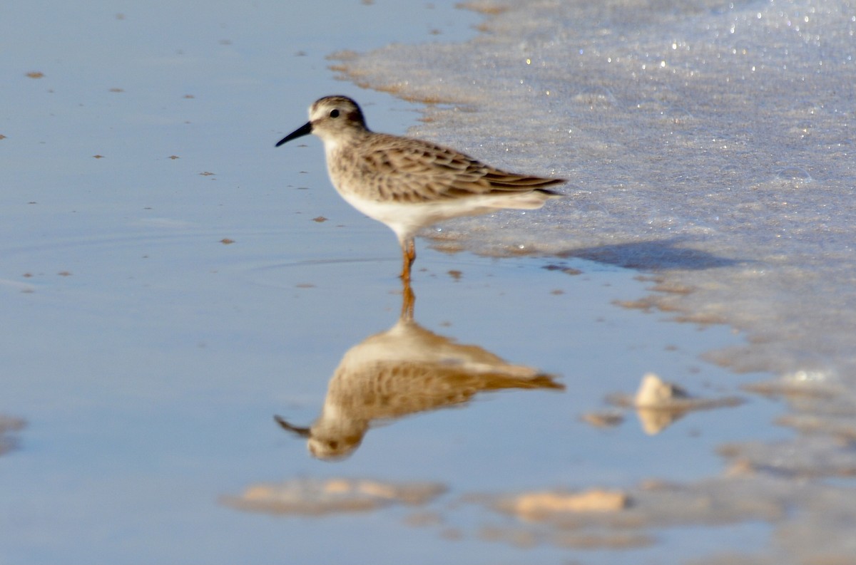 Least Sandpiper - ML646642716