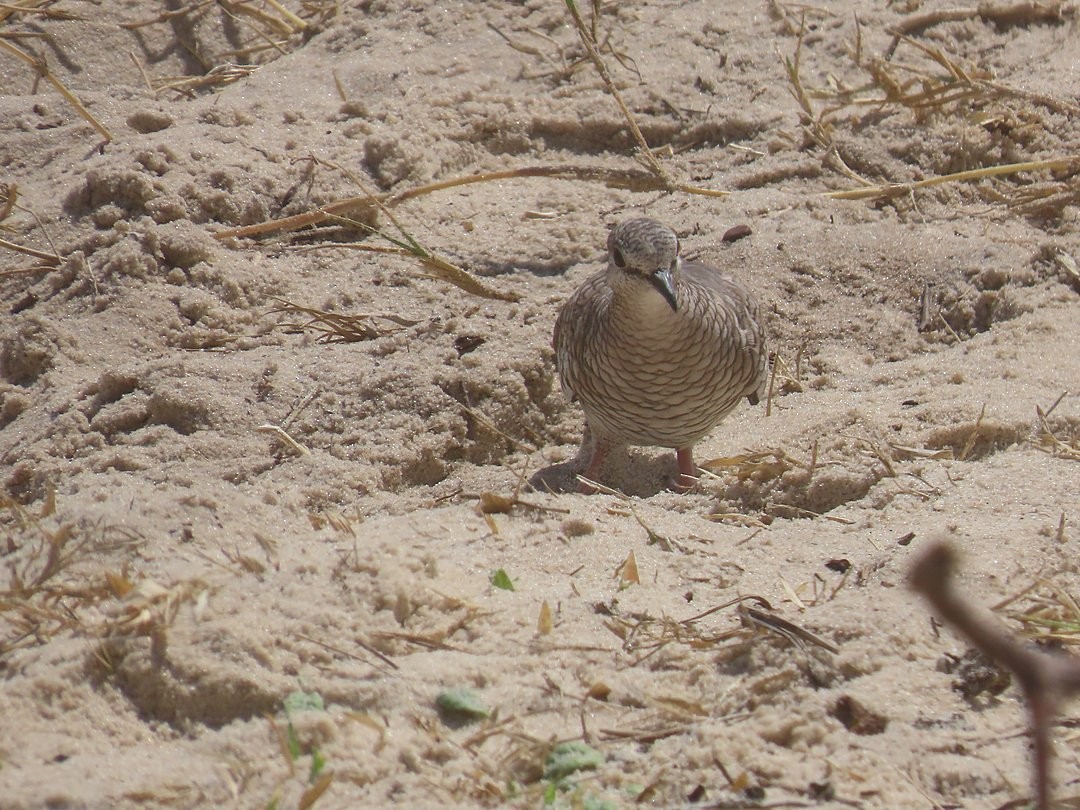 Scaled Dove - ML646642717