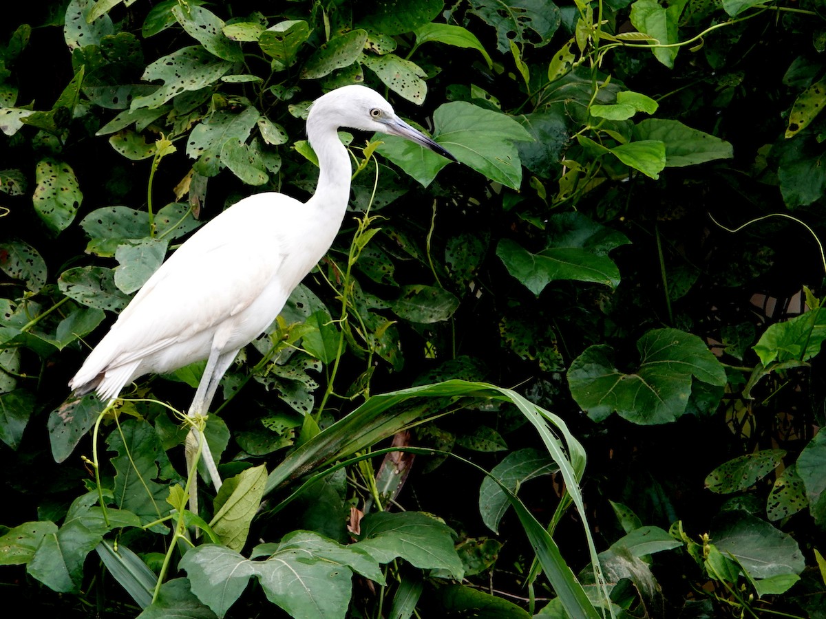 Little Blue Heron - ML646642718