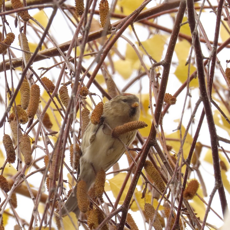 Redpoll (Lesser) - ML646642719