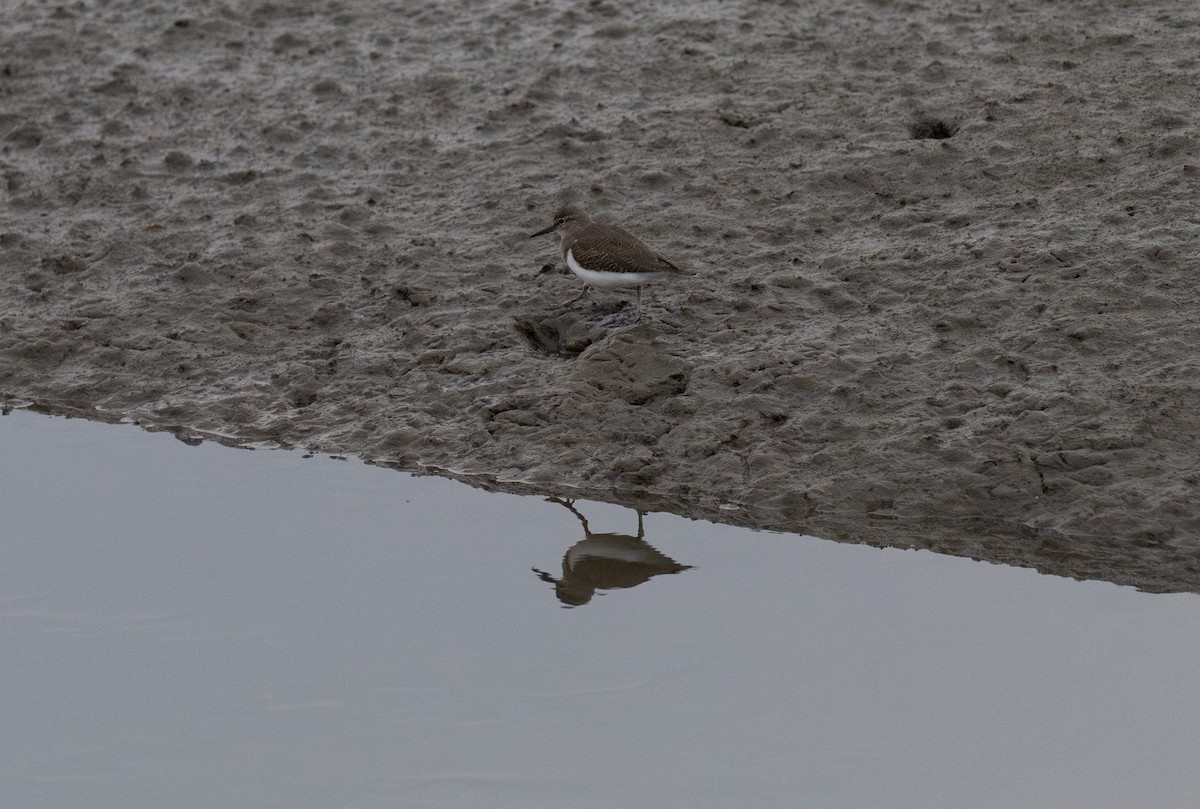 pisík obecný - ML646642723