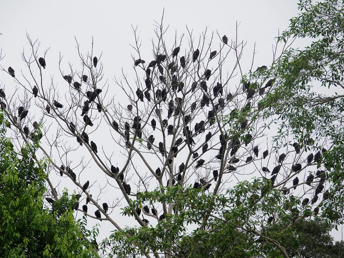 Turkey Vulture - ML646642724