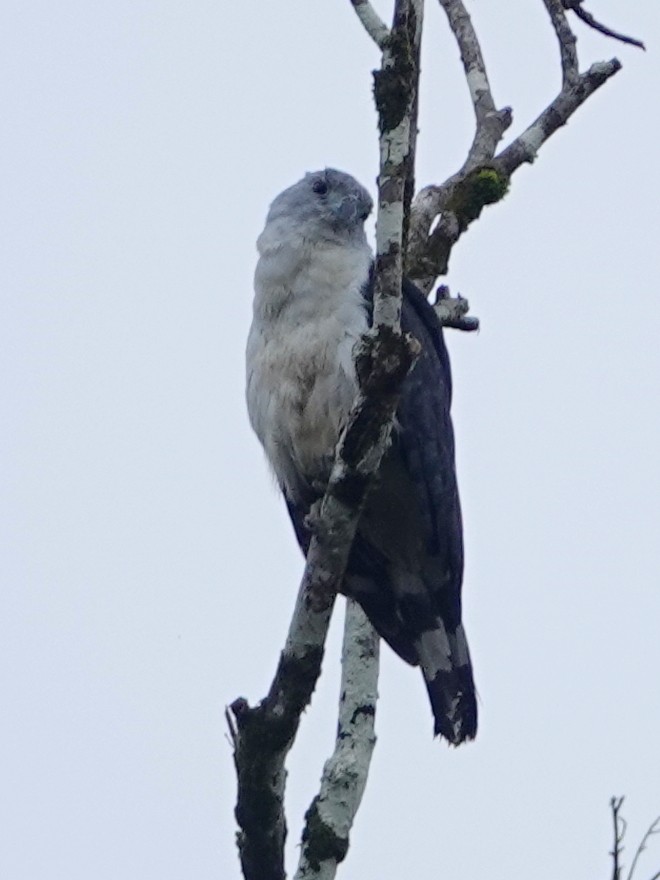 Gray-headed Kite - ML646642729
