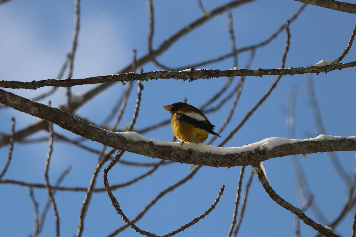 עב-מקור ערב - ML646642730