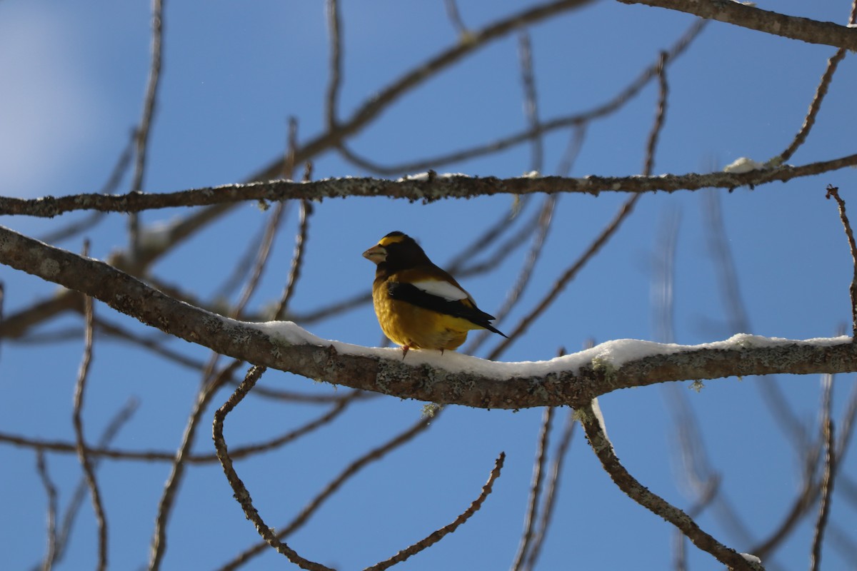 עב-מקור ערב - ML646642731