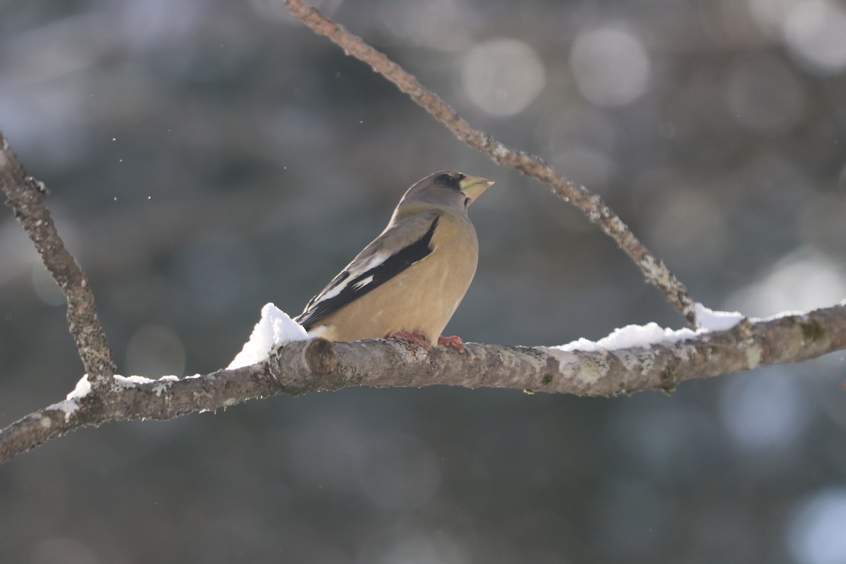 עב-מקור ערב - ML646642732