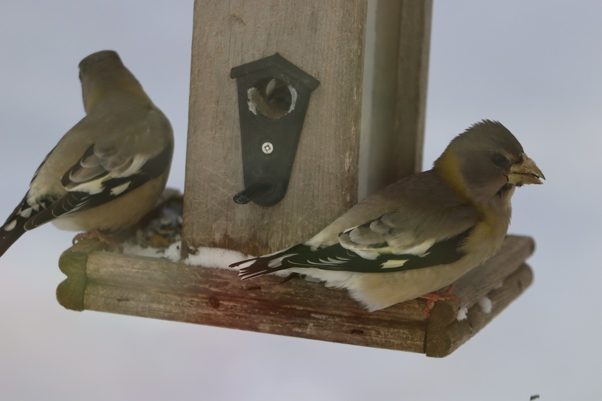 עב-מקור ערב - ML646642733