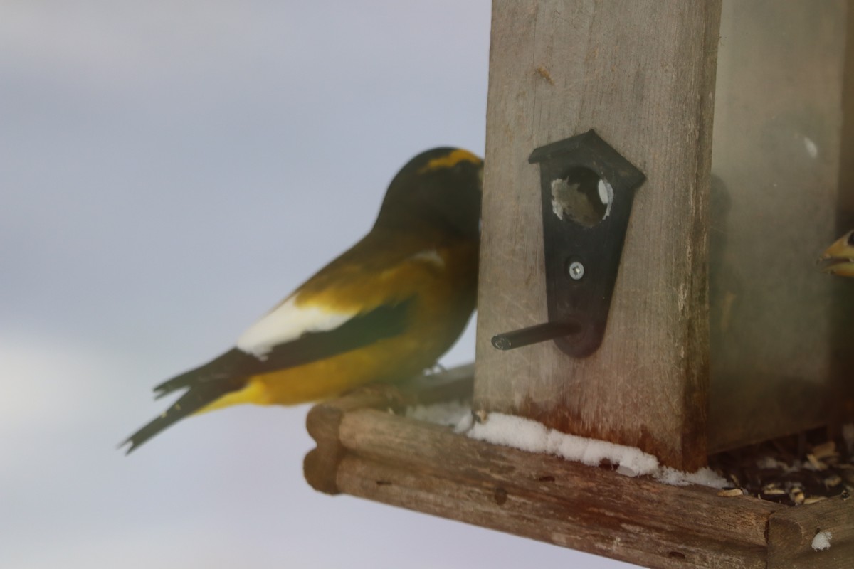 עב-מקור ערב - ML646642734