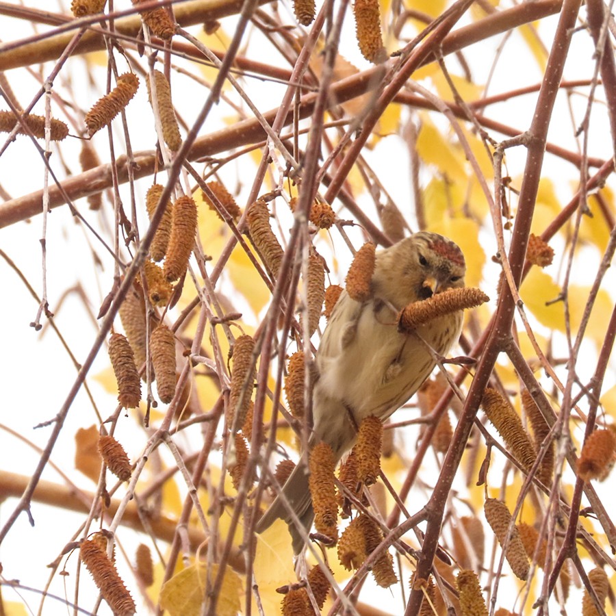 Redpoll (Lesser) - ML646642736