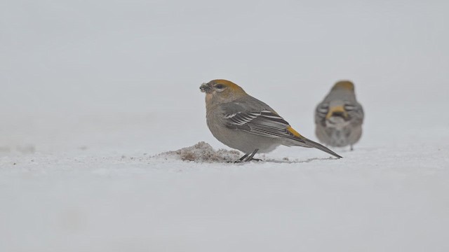 Pine Grosbeak - ML646642741