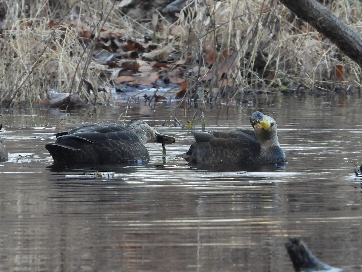 Ahate iluna - ML646642744