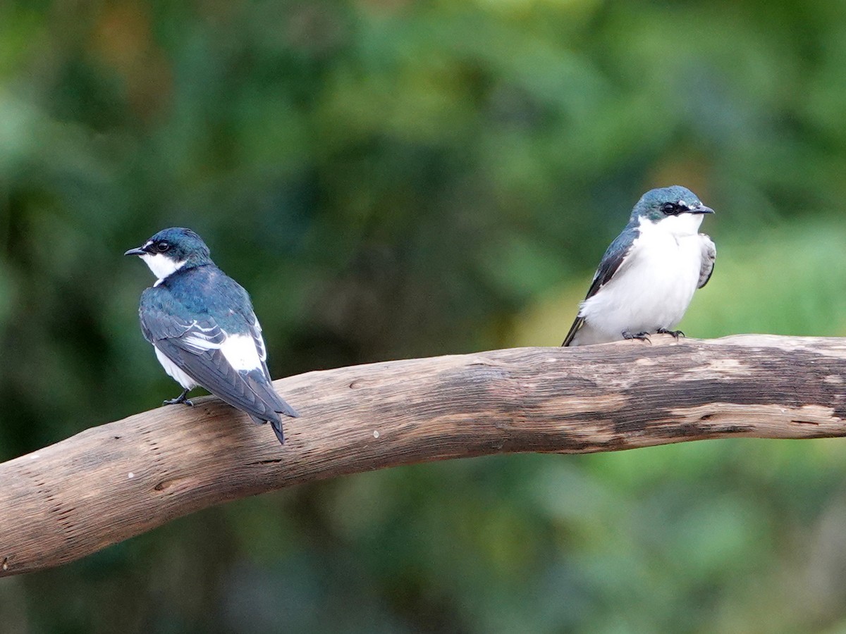 Mangrove Swallow - ML646642746