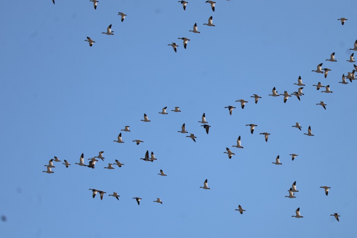 snøgås - ML646642748