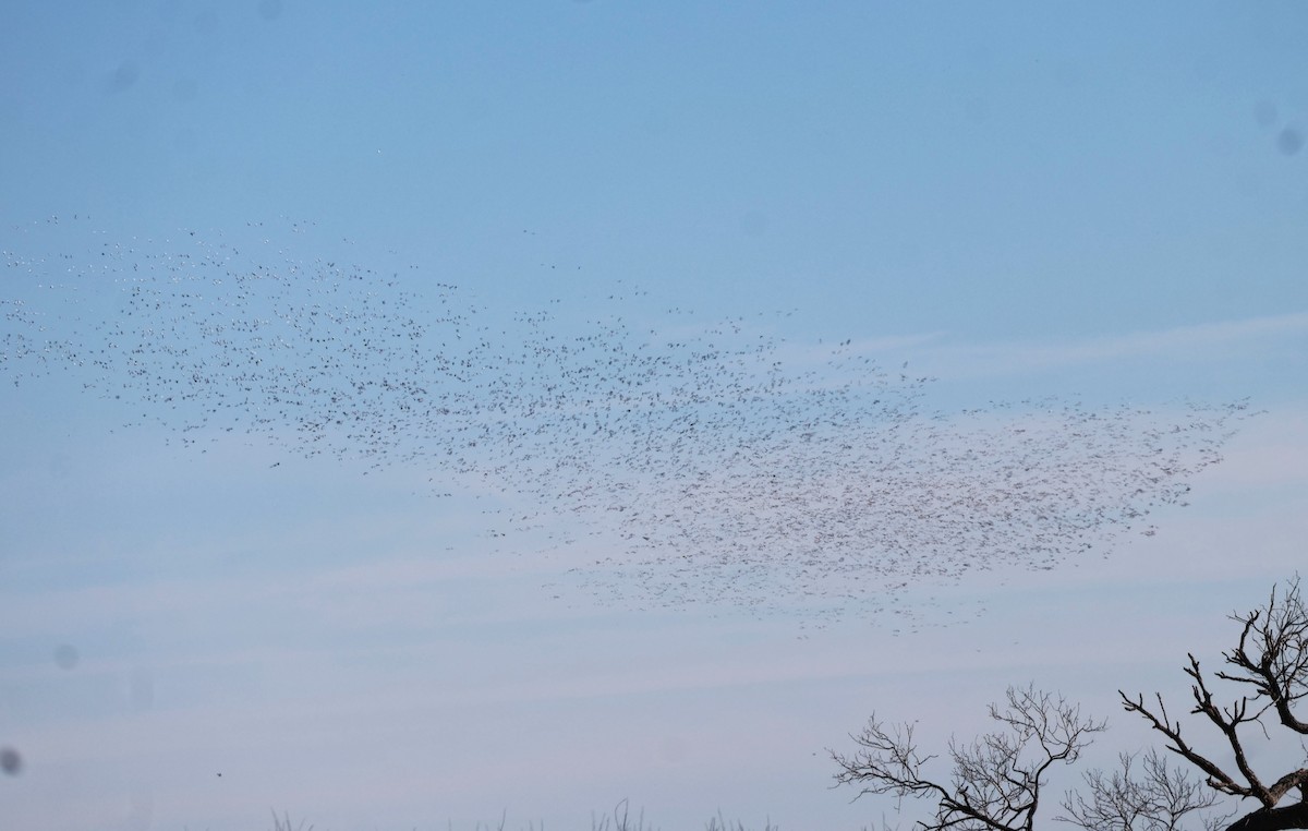 snøgås - ML646642749