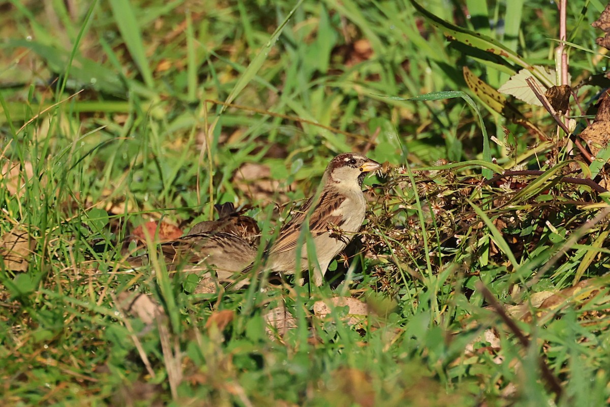 Gorrión Común - ML646642754