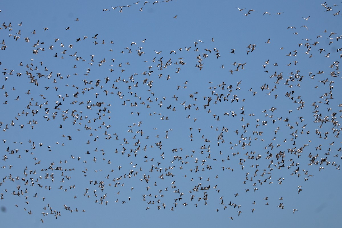 snøgås - ML646642757