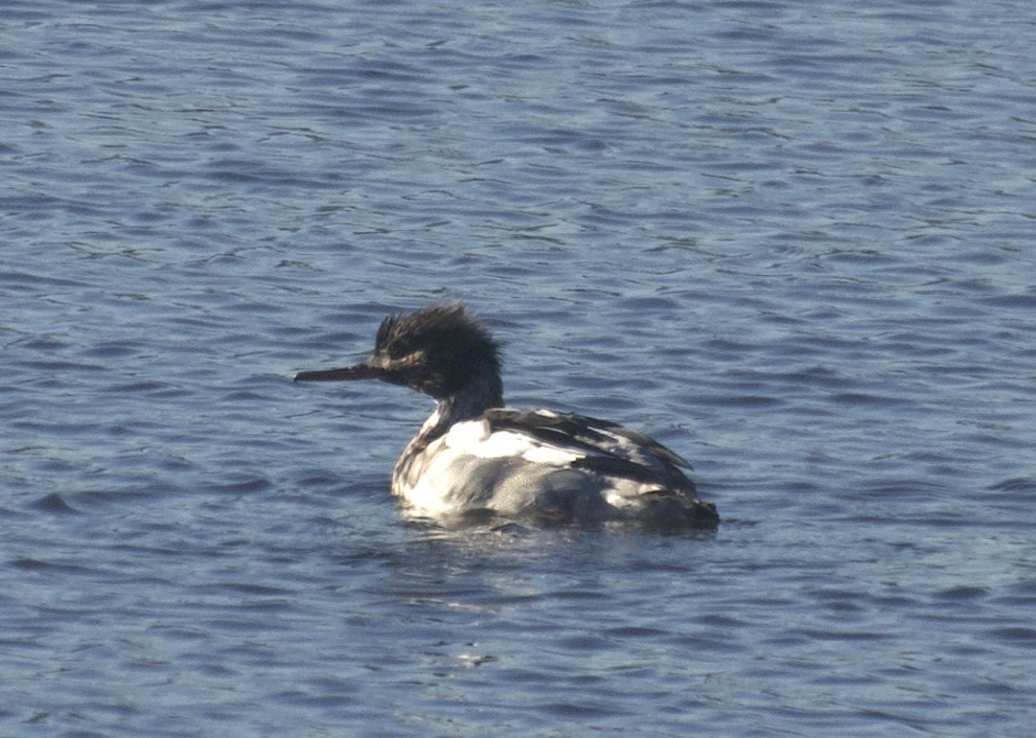 Serreta Mediana - ML646642758