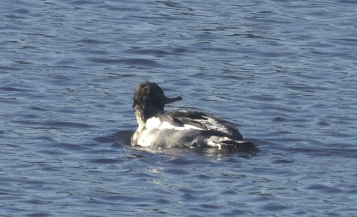 Serreta Mediana - ML646642759