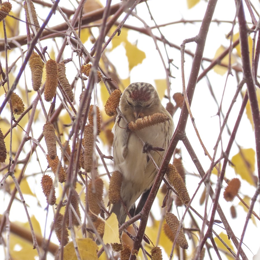 Redpoll (Lesser) - ML646642760