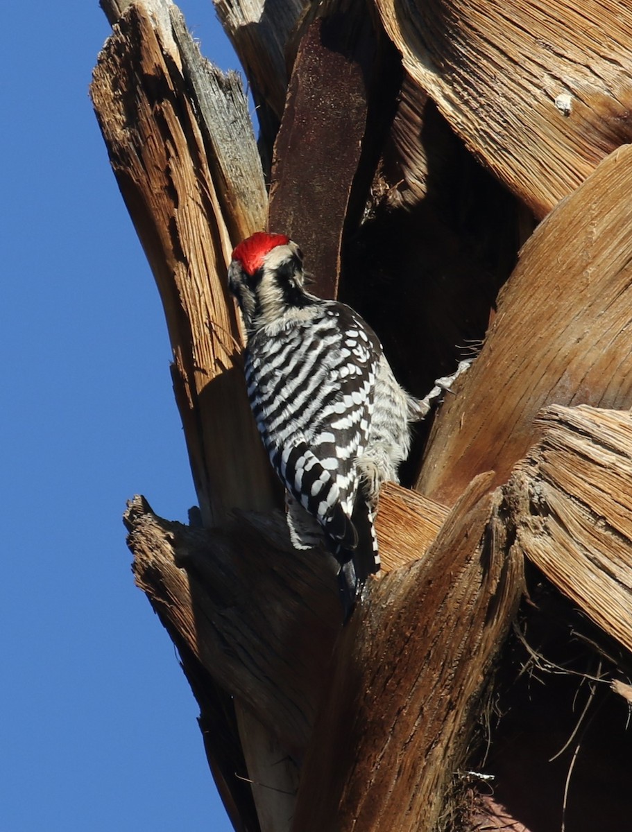 Pico Mexicano - ML646642765