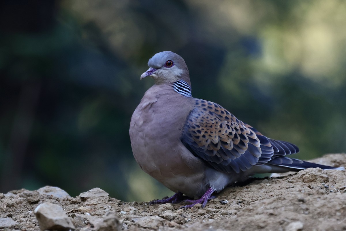 金背鳩 - ML646642766