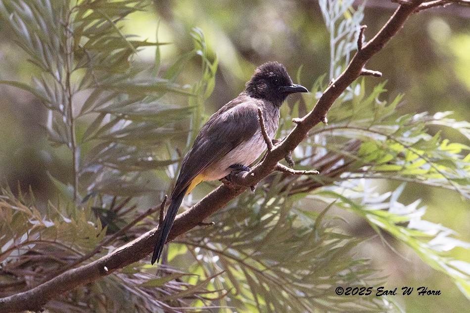 Bulbul arrunta - ML646642772