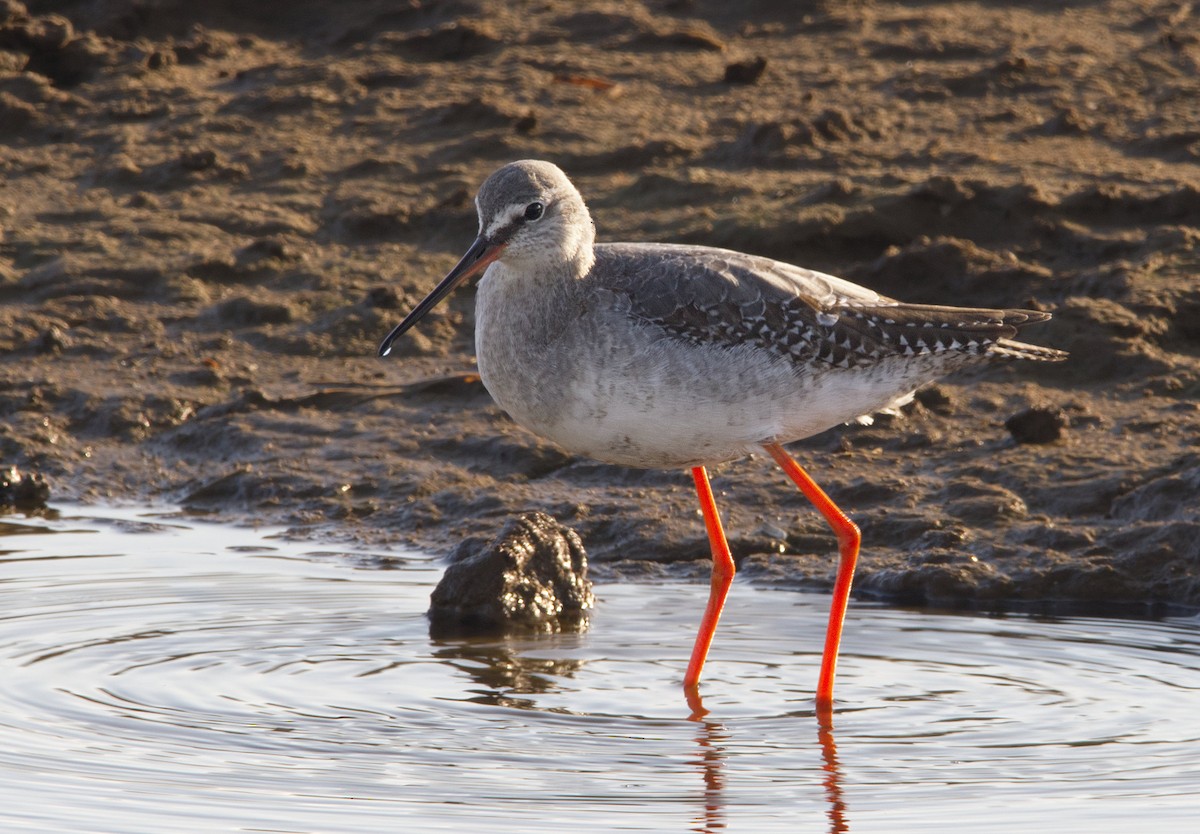 Spotted Redshank - ML646642777