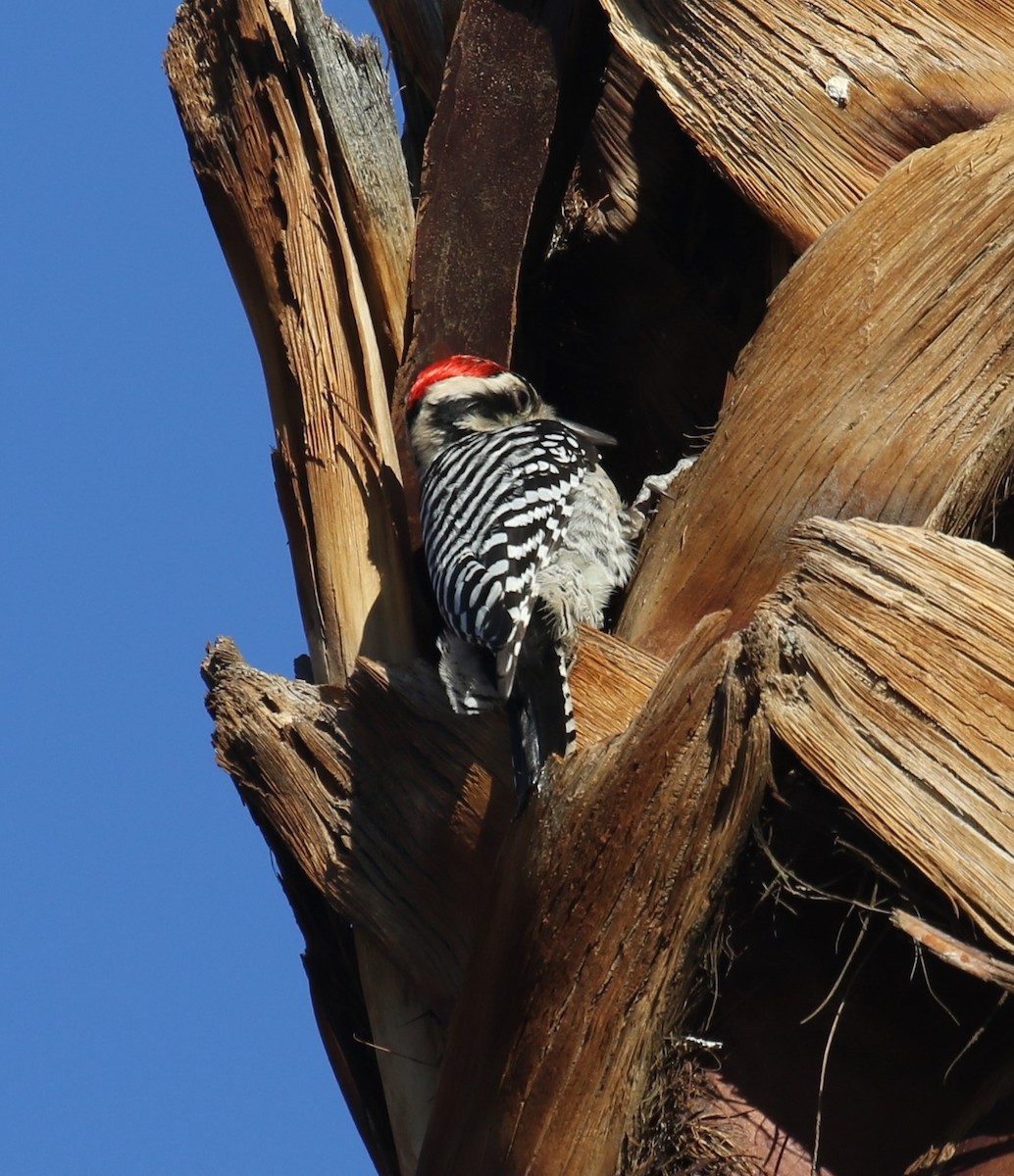 Pico Mexicano - ML646642779