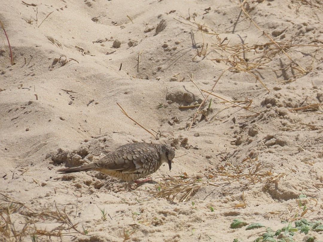 Scaled Dove - ML646642780