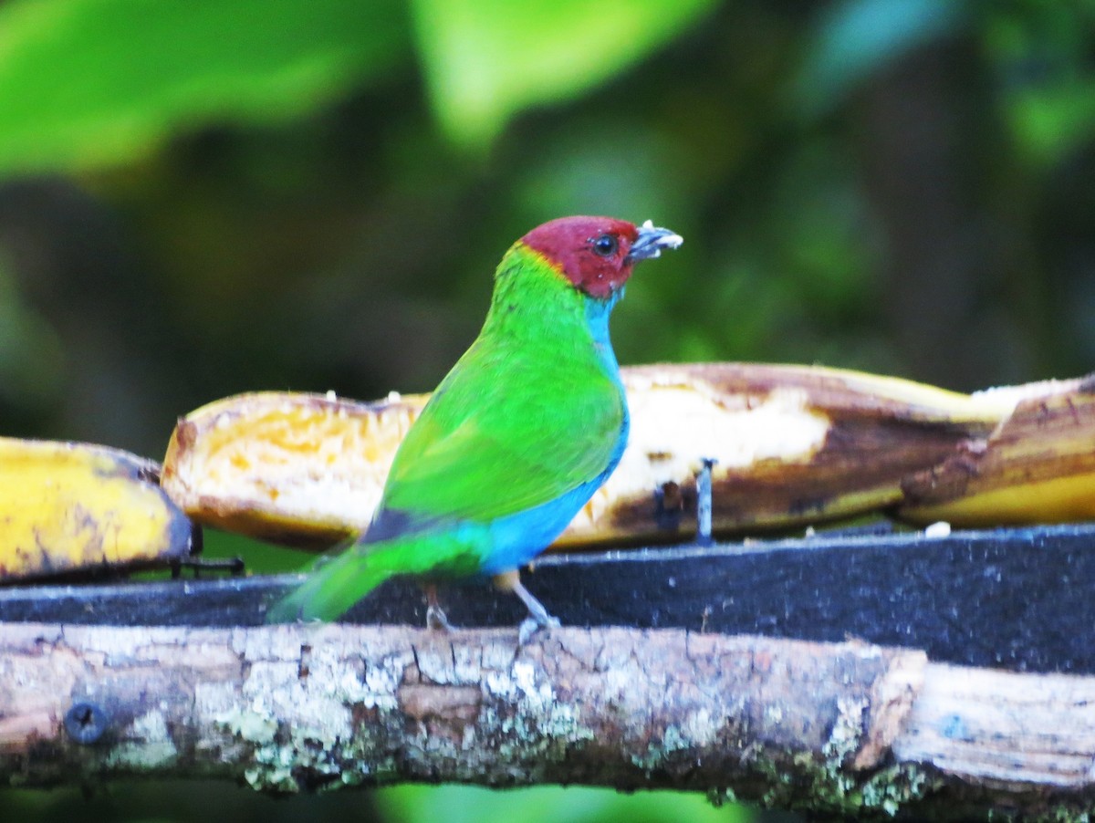 Bay-headed Tanager - ML646642782
