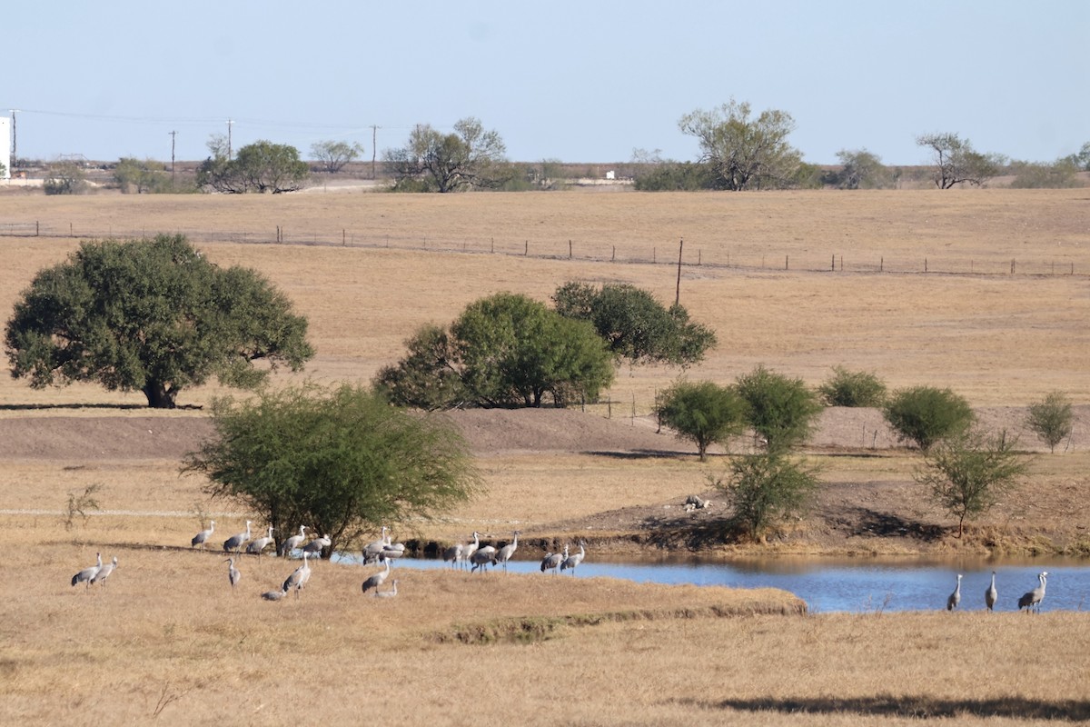 カナダヅル - ML646642783