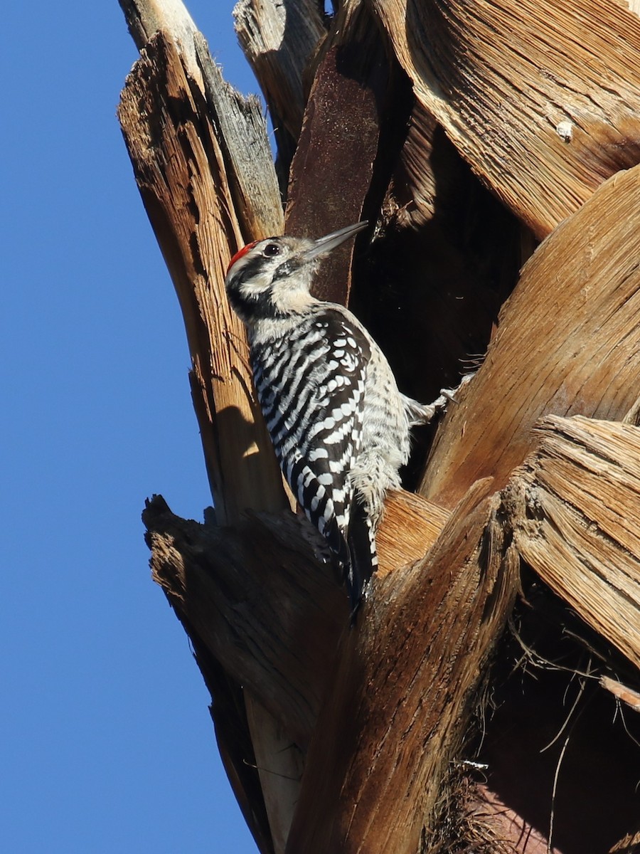 Pico Mexicano - ML646642784
