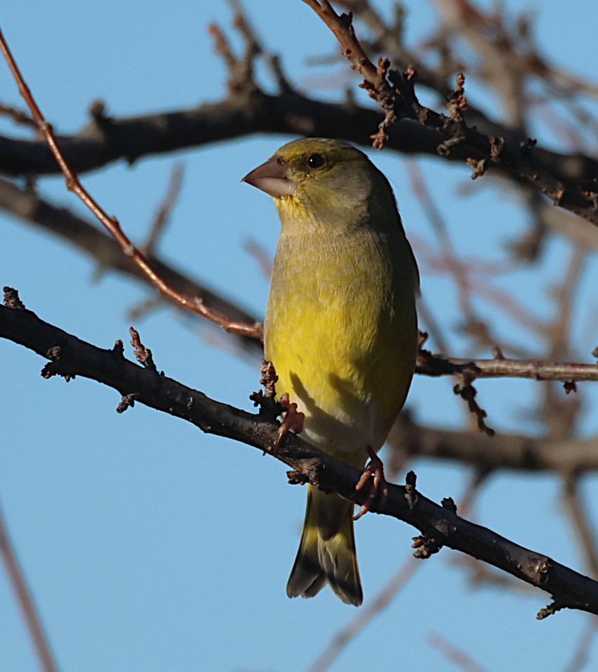 European Greenfinch - ML646642787