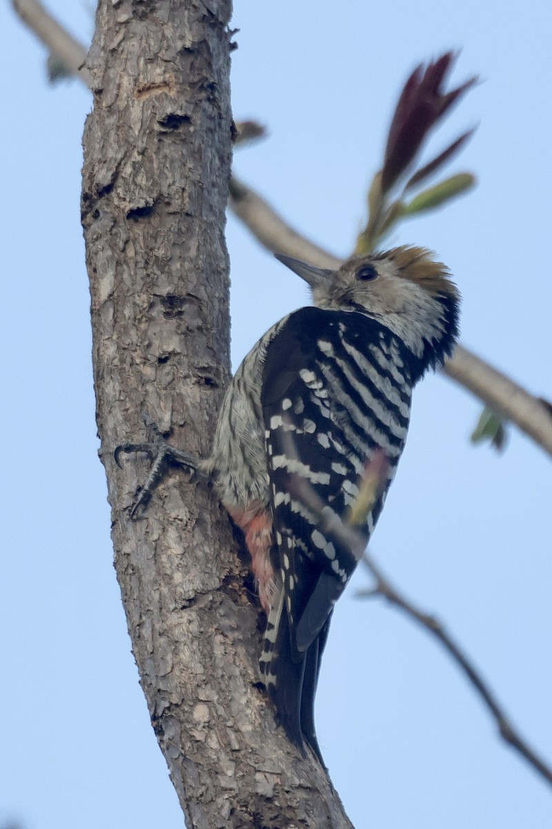 Brown-fronted Woodpecker - ML646642791