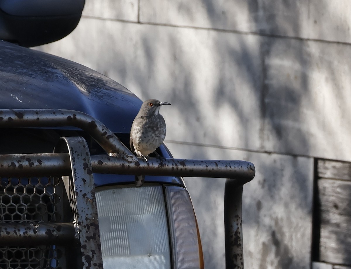 マルハシツグミモドキ - ML646642793