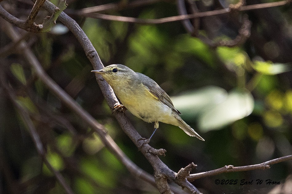 Txio horia - ML646642794