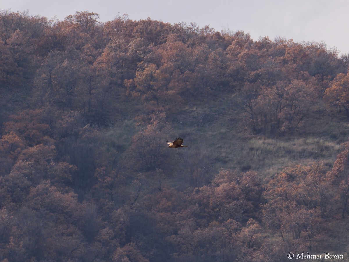 Long-legged Buzzard - ML646642796