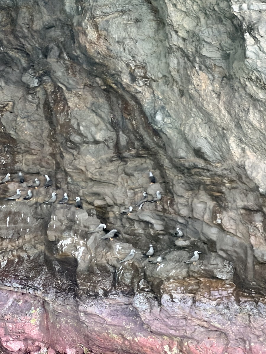 Black Noddy - ML646642798