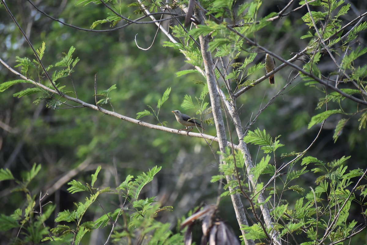 Estornino de Blyth - ML646642799