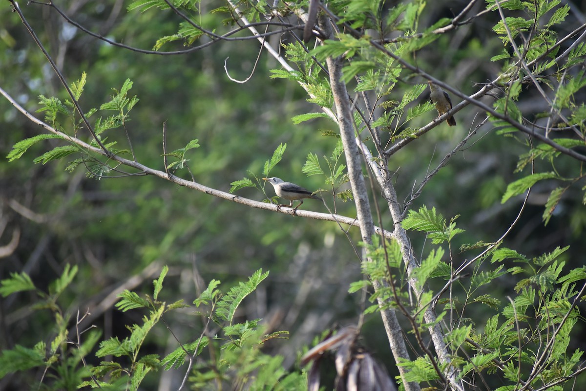 Estornino de Blyth - ML646642800