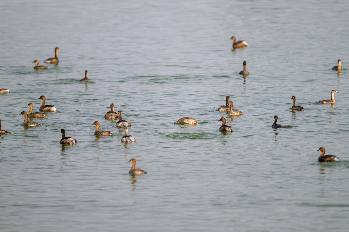 Küçük Batağan - ML646642801